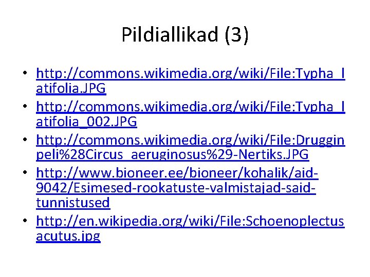 Pildiallikad (3) • http: //commons. wikimedia. org/wiki/File: Typha_l atifolia. JPG • http: //commons. wikimedia.