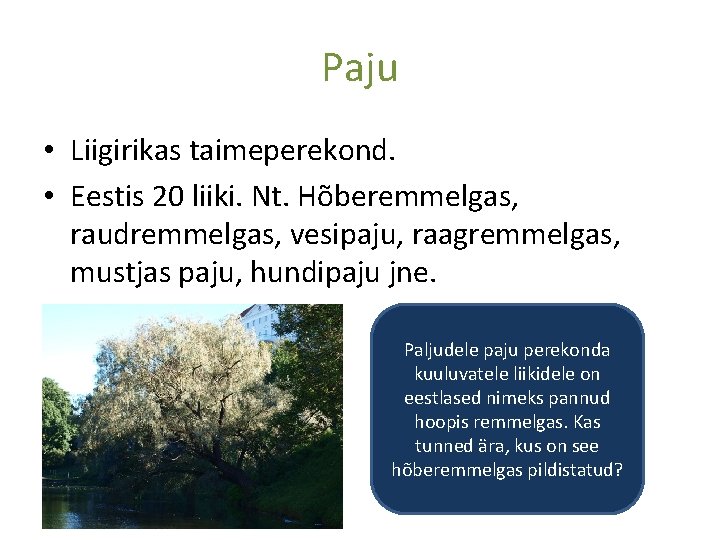 Paju • Liigirikas taimeperekond. • Eestis 20 liiki. Nt. Hõberemmelgas, raudremmelgas, vesipaju, raagremmelgas, mustjas