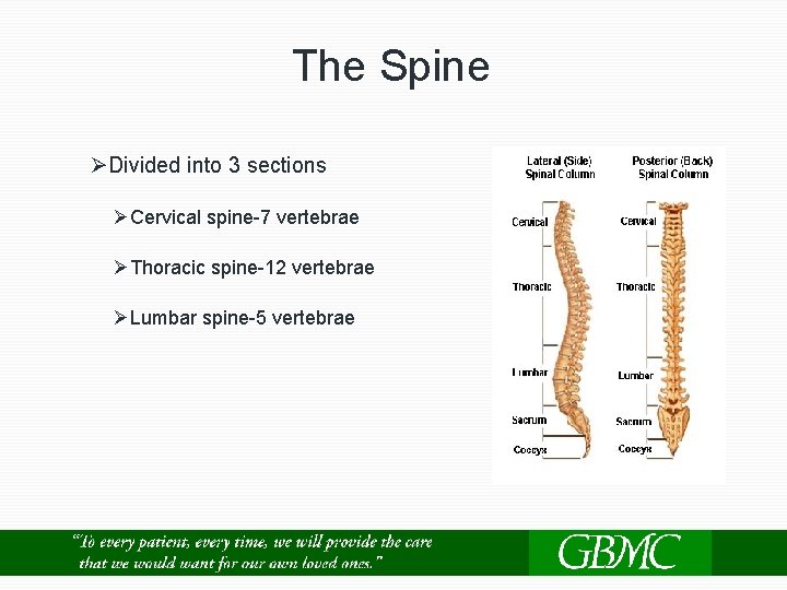 The Spine ØDivided into 3 sections ØCervical spine-7 vertebrae ØThoracic spine-12 vertebrae ØLumbar spine-5