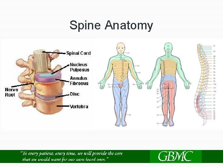 Spine Anatomy 