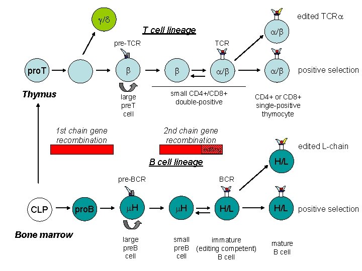 edited TCRa g/d T cell lineage pre-TCR b pro. T Thymus large pre. T edited TCRa g/d T cell lineage pre-TCR b pro. T Thymus large pre. T