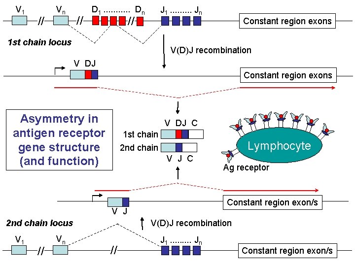 V 1 // Vn // D 1. . . Dn J 1. . Jn V 1 // Vn // D 1. . . Dn J 1. . Jn