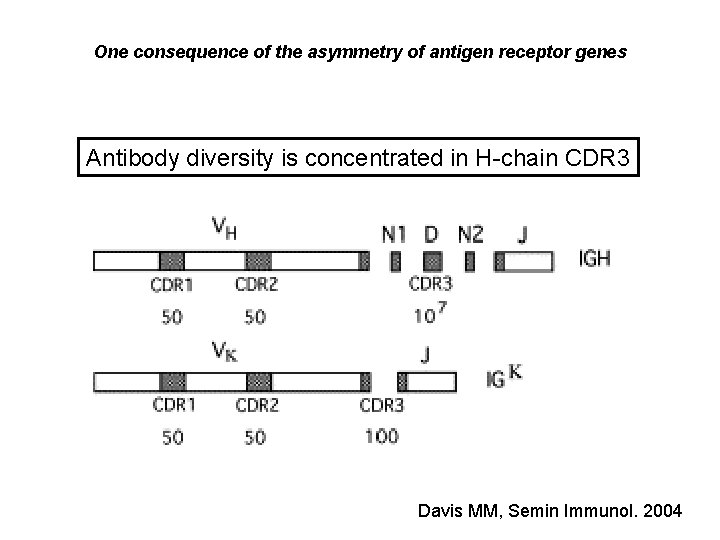 One consequence of the asymmetry of antigen receptor genes Antibody diversity is concentrated in One consequence of the asymmetry of antigen receptor genes Antibody diversity is concentrated in