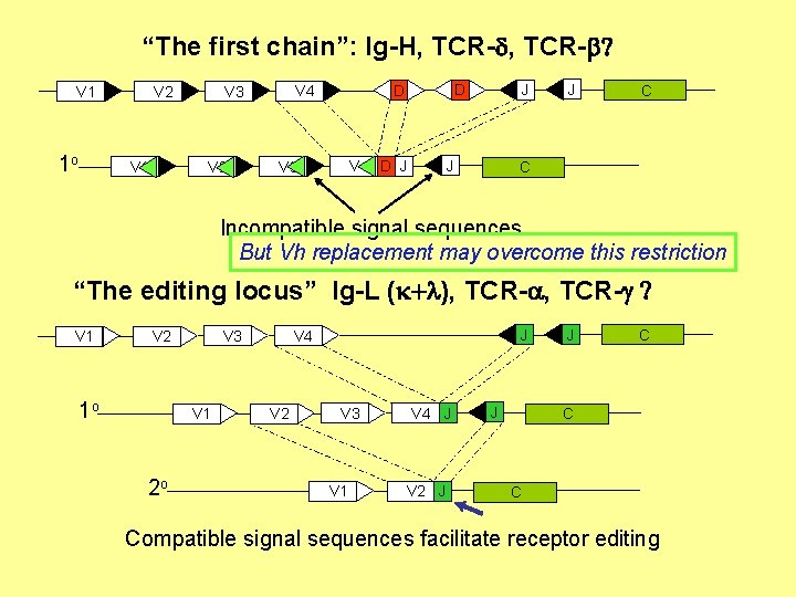 “The first chain”: Ig-H, TCR-d, TCR-b? V 1 1 o V 1 V 2 “The first chain”: Ig-H, TCR-d, TCR-b? V 1 1 o V 1 V 2