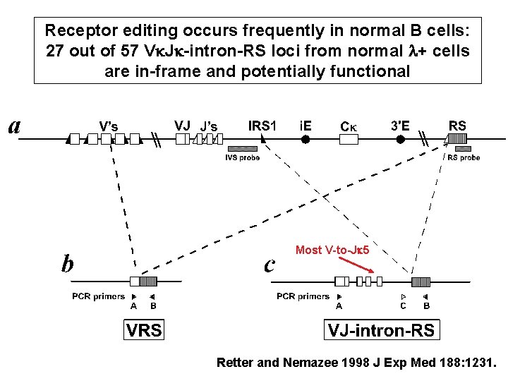 Receptor editing occurs frequently in normal B cells: 27 out of 57 Vk. Jk-intron-RS Receptor editing occurs frequently in normal B cells: 27 out of 57 Vk. Jk-intron-RS