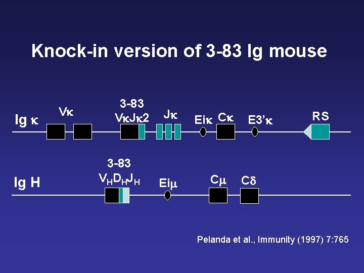 Knock-in version of 3 -83 Ig mouse Ig k Ig H Vk 3 -83 Knock-in version of 3 -83 Ig mouse Ig k Ig H Vk 3 -83