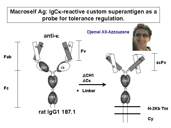 Macroself Ag: Ig. Ck-reactive custom superantigen as a probe for tolerance regulation. Djemel Aït-Azzouzene Macroself Ag: Ig. Ck-reactive custom superantigen as a probe for tolerance regulation. Djemel Aït-Azzouzene