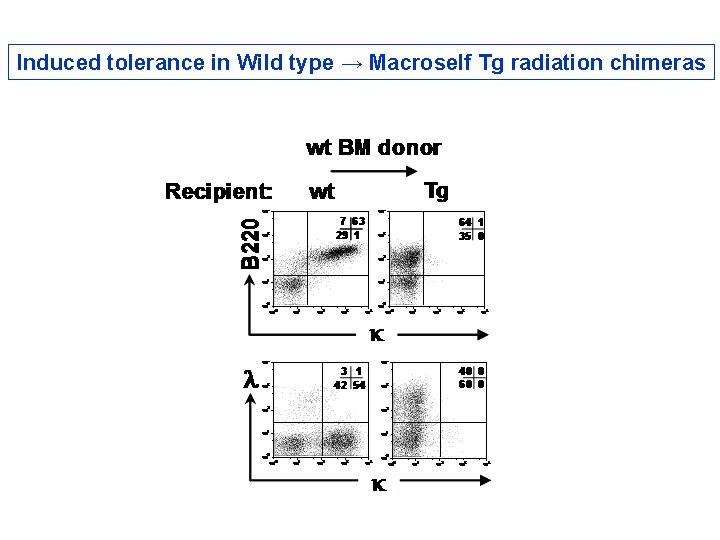 Induced tolerance in Wild type → Macroself Tg radiation chimeras Induced tolerance in Wild type → Macroself Tg radiation chimeras