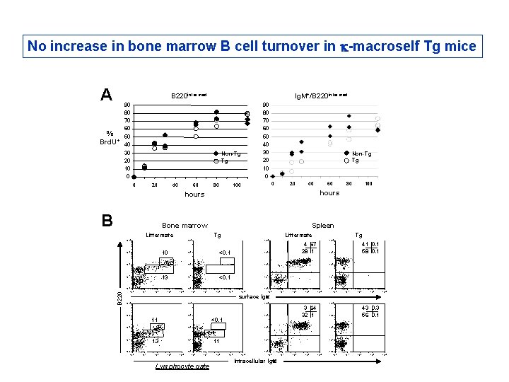 No increase in bone marrow B cell turnover in k-macroself Tg mice A B No increase in bone marrow B cell turnover in k-macroself Tg mice A B