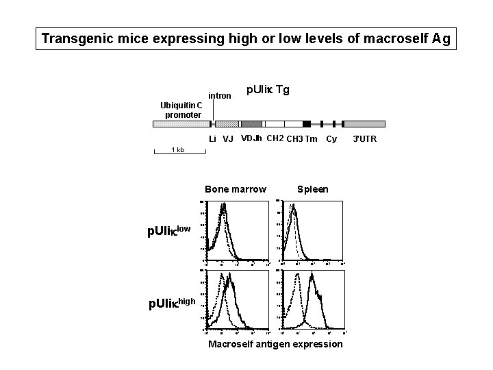 Transgenic mice expressing high or low levels of macroself Ag p. Ulik Tg intron Transgenic mice expressing high or low levels of macroself Ag p. Ulik Tg intron