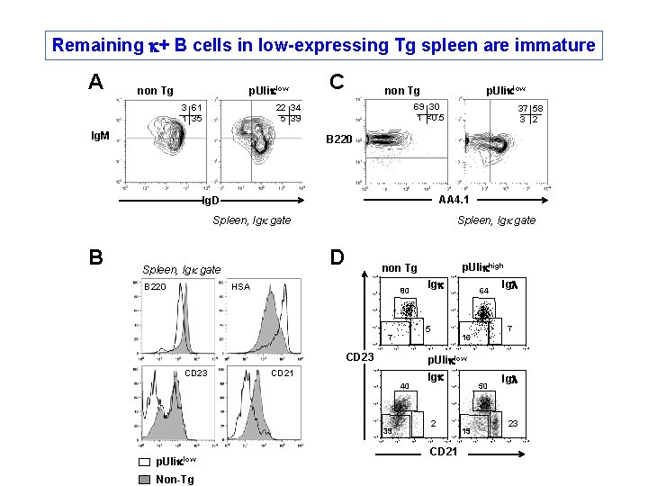 Remaining k+ B cells in low-expressing Tg spleen are immature A non Tg p. Remaining k+ B cells in low-expressing Tg spleen are immature A non Tg p.