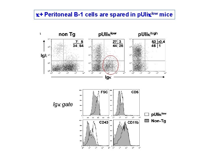 k+ Peritoneal B-1 cells are spared in p. UIiklow mice k+ Peritoneal B-1 cells are spared in p. UIiklow mice