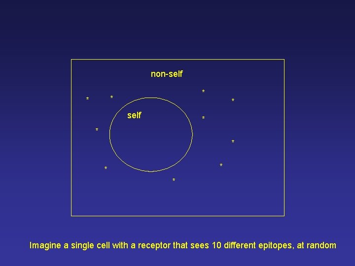 non-self * * * * * Imagine a single cell with a receptor that non-self * * * * * Imagine a single cell with a receptor that