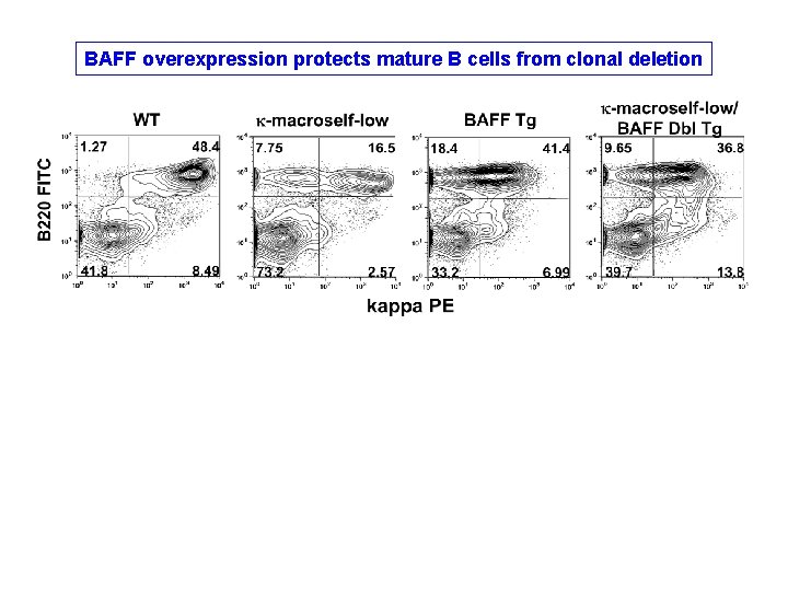 BAFF overexpression protects mature B cells from clonal deletion BAFF overexpression protects mature B cells from clonal deletion