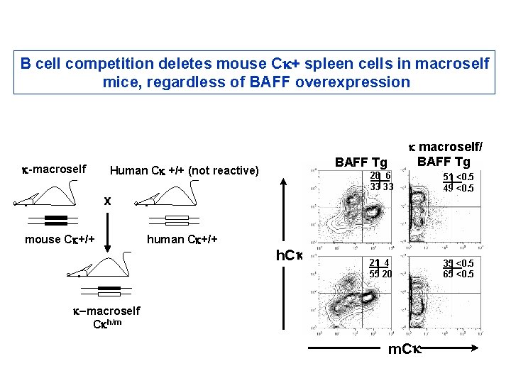 B cell competition deletes mouse Ck+ spleen cells in macroself mice, regardless of BAFF B cell competition deletes mouse Ck+ spleen cells in macroself mice, regardless of BAFF