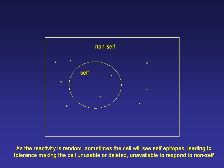 non-self * * * As the reactivity is random, sometimes the cell will see non-self * * * As the reactivity is random, sometimes the cell will see