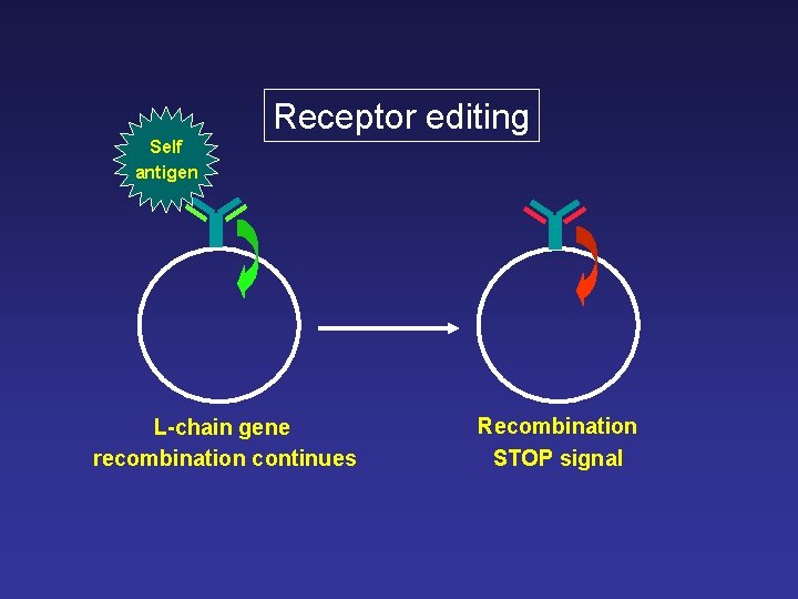 Receptor editing Self antigen L-chain gene recombination continues Recombination STOP signal Receptor editing Self antigen L-chain gene recombination continues Recombination STOP signal