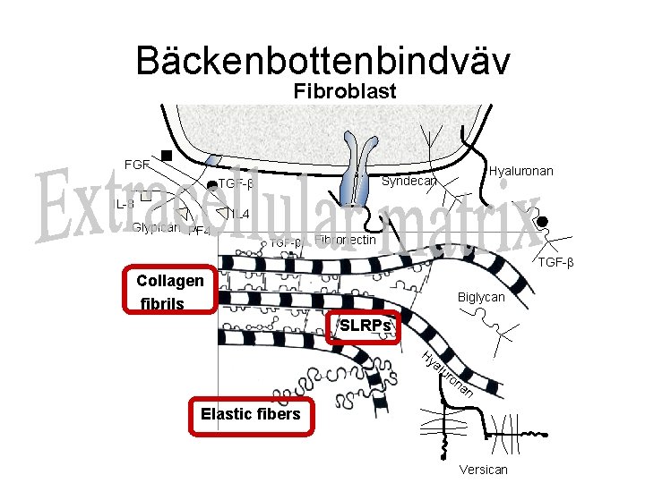 Bäckenbottenbindväv Fibroblast Integrin FGF TGF-β IL-8 Glypican PF 4 Hyaluronan Syndecan IL 4 TGF-β