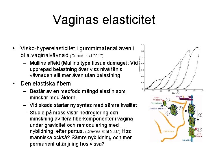 Vaginas elasticitet • Visko-hyperelasticitet i gummimaterial även i bl. a. vaginalvävnad (Rubod et al