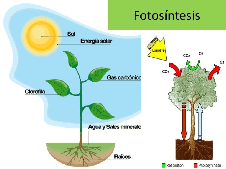 Fotosíntesis 