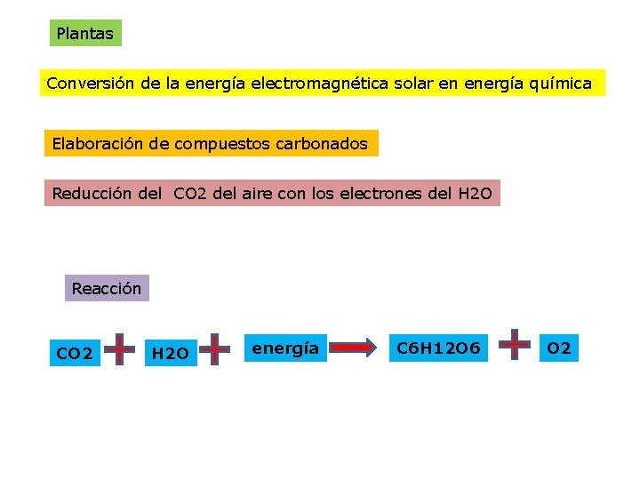 Plantas Conversión de la energía electromagnética solar en energía química Elaboración de compuestos carbonados