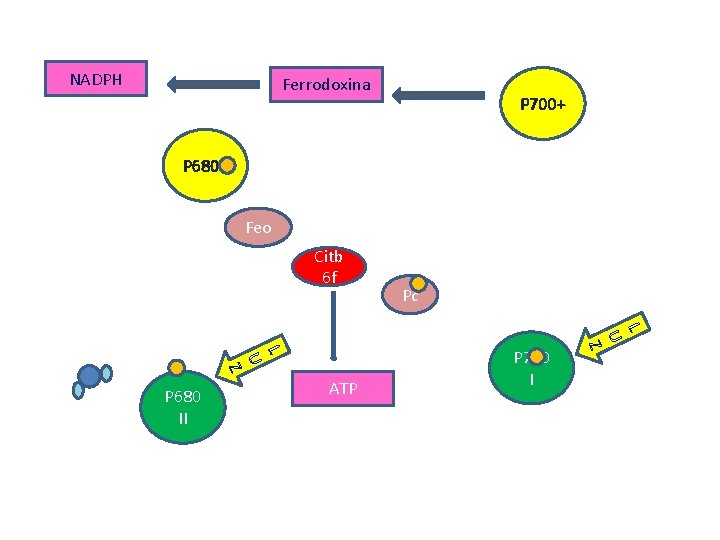 NADPH Ferrodoxina P 700+ P 680+ Feo Citb 6 f Pc L U ATP