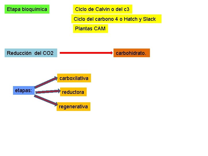 Etapa bioquímica Ciclo de Calvin o del c 3 Ciclo del carbono 4 o