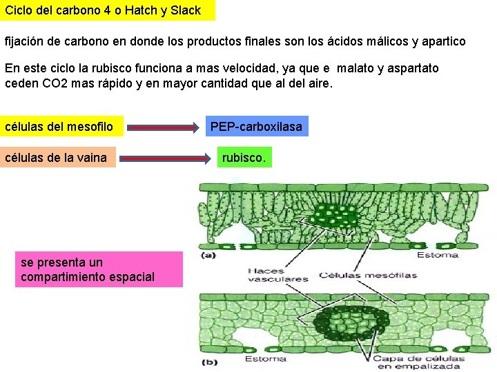 Ciclo del carbono 4 o Hatch y Slack fijación de carbono en donde los