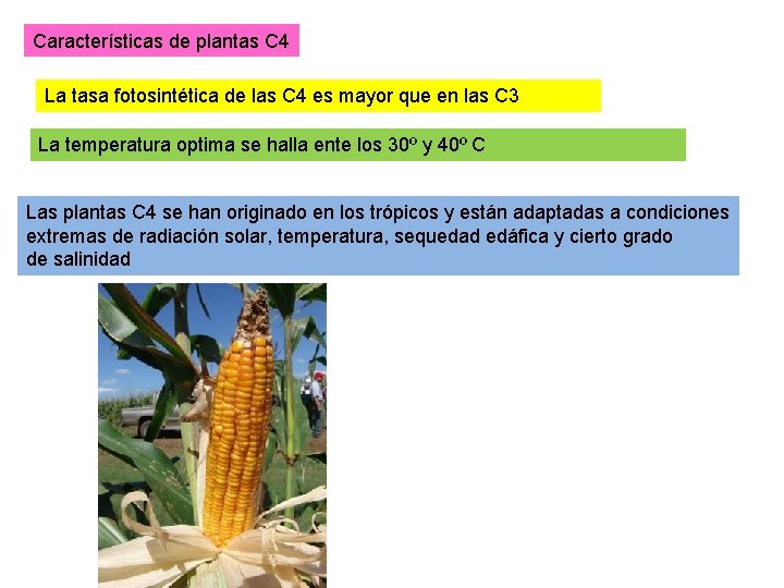 Características de plantas C 4 La tasa fotosintética de las C 4 es mayor