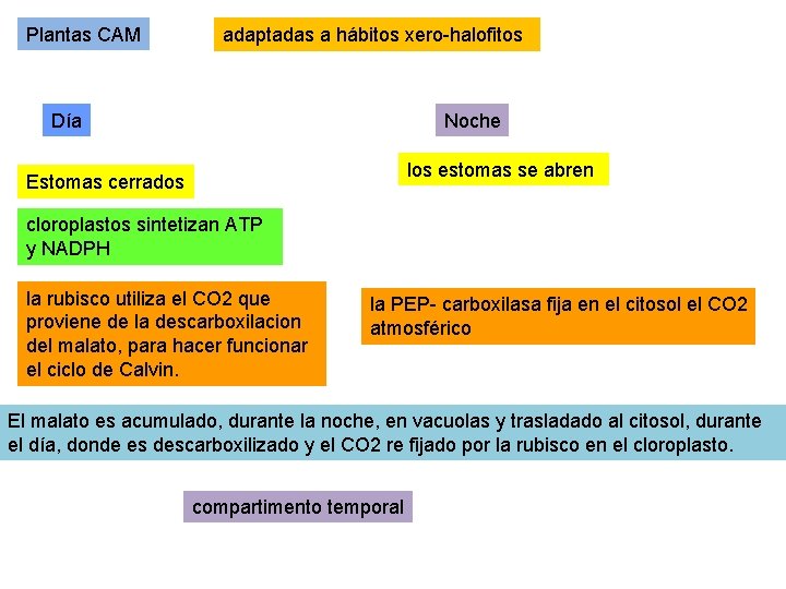 Plantas CAM adaptadas a hábitos xero-halofitos Día Noche los estomas se abren Estomas cerrados