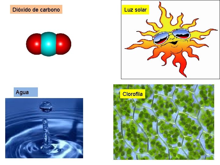 Dióxido de carbono Agua Luz solar Clorofila 