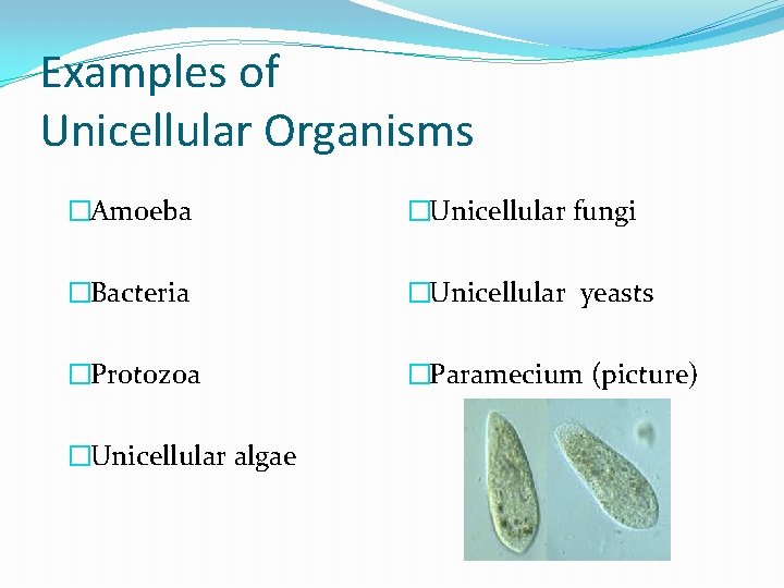 Examples of Unicellular Organisms �Amoeba �Unicellular fungi �Bacteria �Unicellular yeasts �Protozoa �Paramecium (picture) �Unicellular