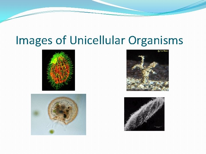 Images of Unicellular Organisms 