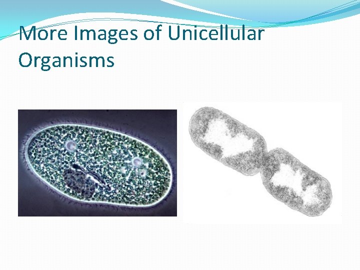 More Images of Unicellular Organisms 