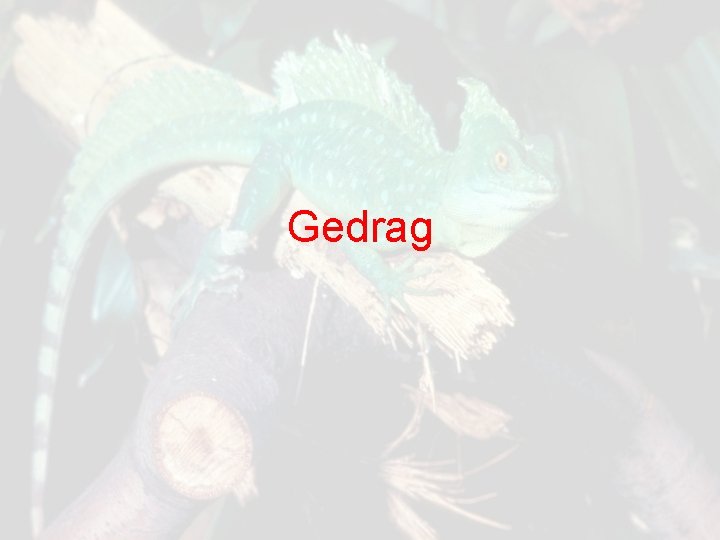 Gedrag 