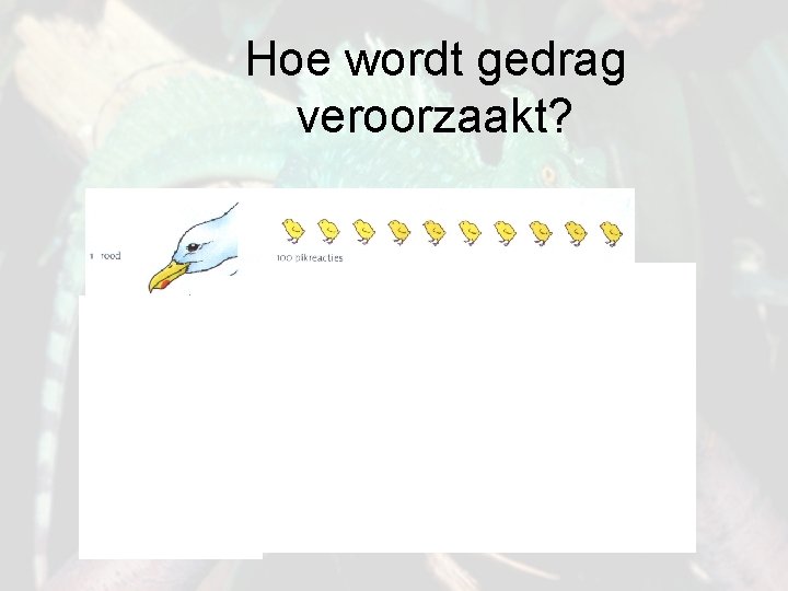 Hoe wordt gedrag veroorzaakt? 