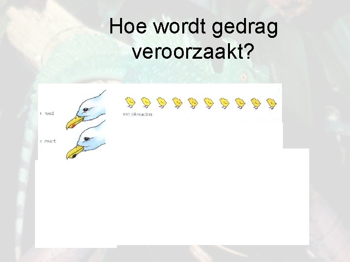 Hoe wordt gedrag veroorzaakt? 