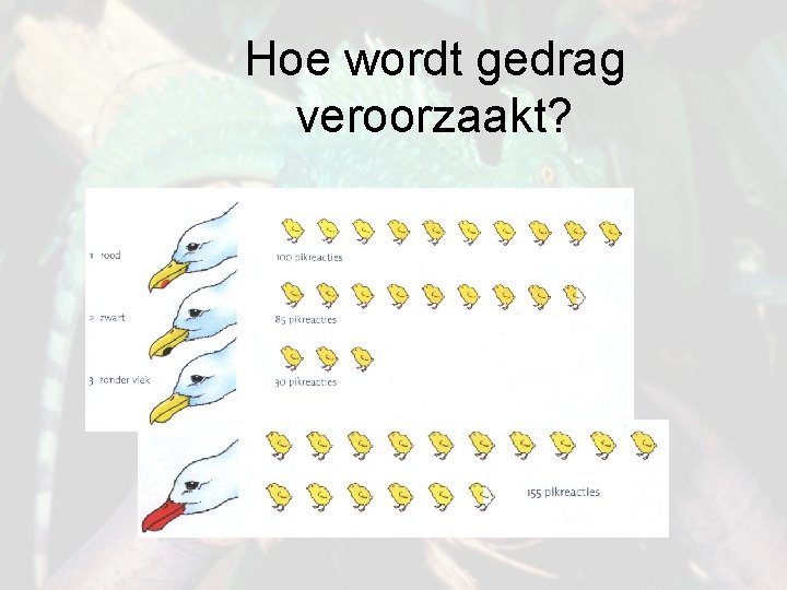 Hoe wordt gedrag veroorzaakt? 