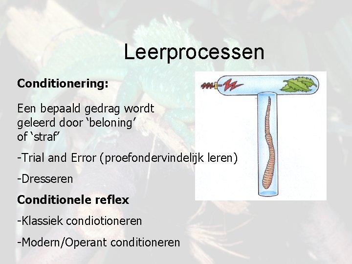 Leerprocessen Conditionering: Een bepaald gedrag wordt geleerd door ‘beloning’ of ‘straf’ -Trial and Error