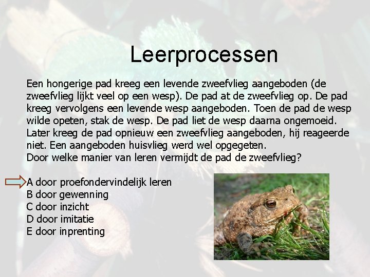 Leerprocessen Een hongerige pad kreeg een levende zweefvlieg aangeboden (de zweefvlieg lijkt veel op