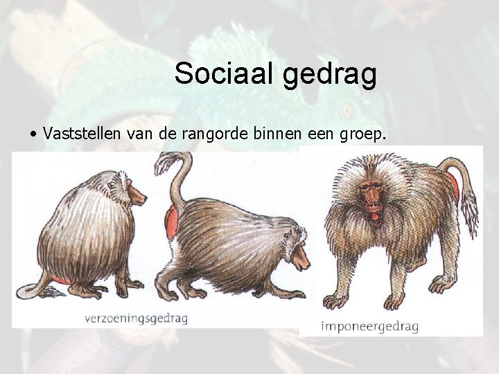 Sociaal gedrag • Vaststellen van de rangorde binnen een groep. 