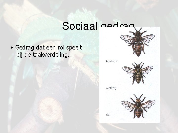 Sociaal gedrag • Gedrag dat een rol speelt bij de taakverdeling. 