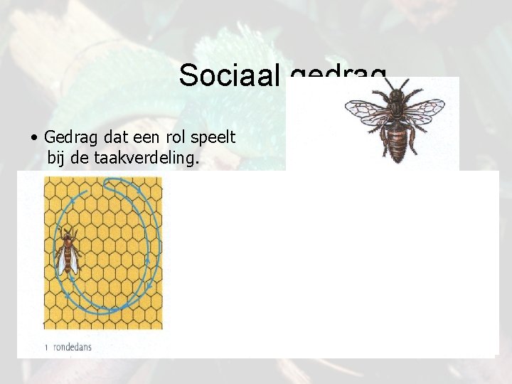 Sociaal gedrag • Gedrag dat een rol speelt bij de taakverdeling. 