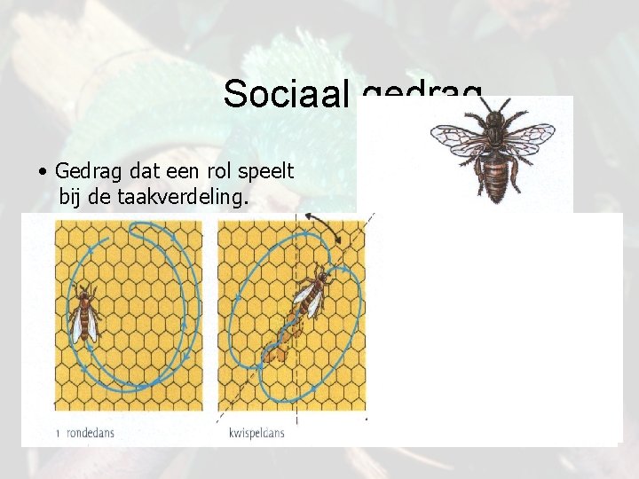 Sociaal gedrag • Gedrag dat een rol speelt bij de taakverdeling. 