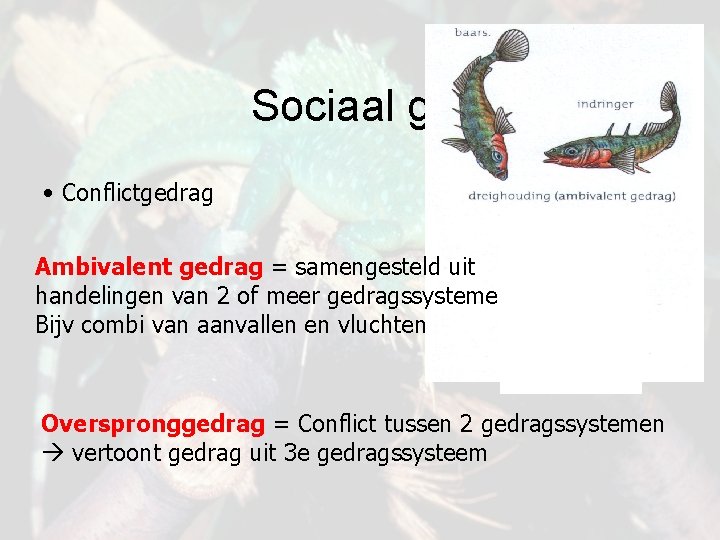 Sociaal gedrag • Conflictgedrag Ambivalent gedrag = samengesteld uit handelingen van 2 of meer