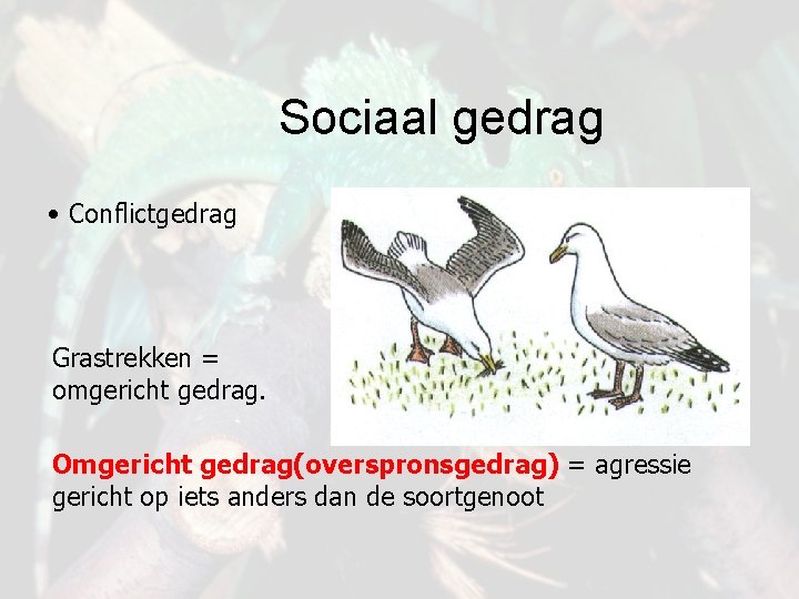 Sociaal gedrag • Conflictgedrag Grastrekken = omgericht gedrag. Omgericht gedrag(overspronsgedrag) = agressie gericht op