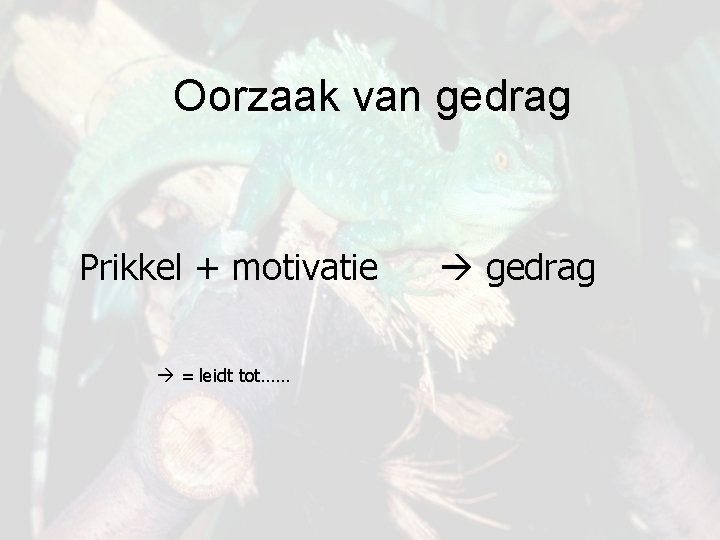 Oorzaak van gedrag Prikkel + motivatie = leidt tot…… gedrag 