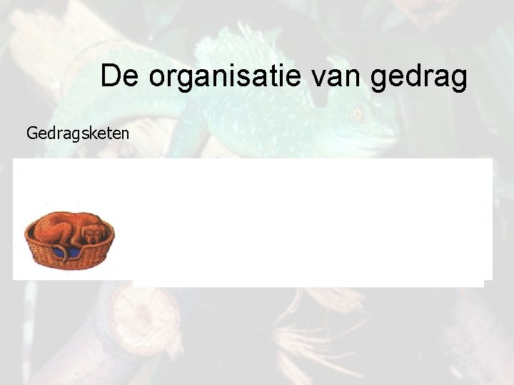 De organisatie van gedrag Gedragsketen 