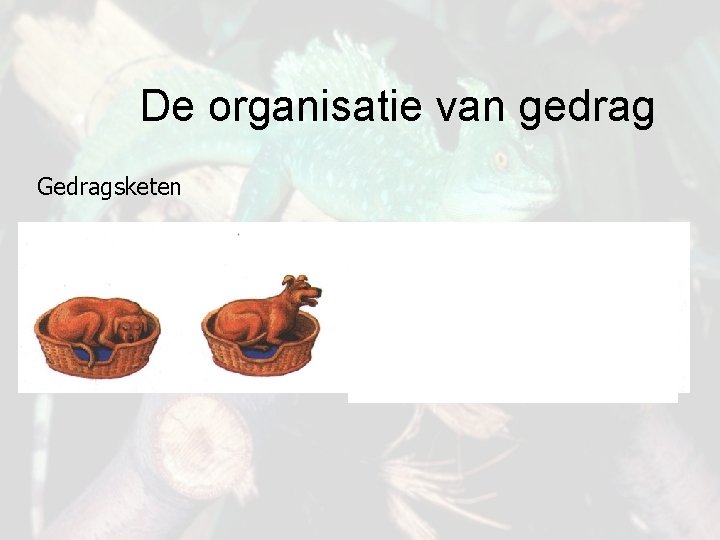 De organisatie van gedrag Gedragsketen 