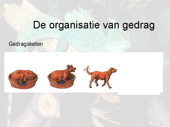 De organisatie van gedrag Gedragsketen 